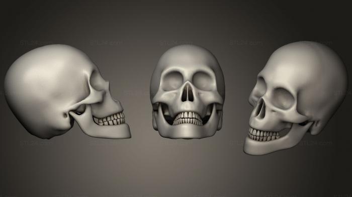 Анатомия скелеты и черепа (Человеческий Мужской череп42, ANTM_1218) 3D модель для ЧПУ станка